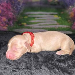 Legolas - Cream male Dachshund puppy in Centerville, Georgia from Mel's LowRider Ranch