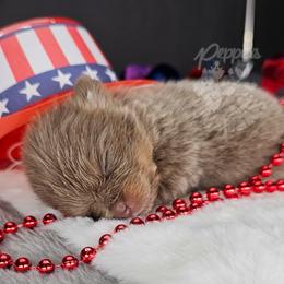 Pepper's Smooth Criminal - Annie - Lavender female Pomeranian puppy in Plant City, Florida from Pepper's Pomeranians