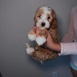Girl 1 - Red  female Goldendoodle puppy in Fort Myers, Florida from Gandystailsofjoy