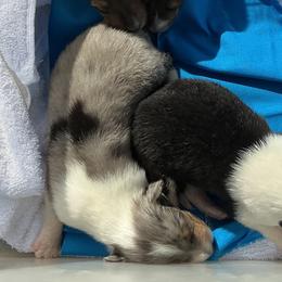 Boy 3 - male Collie puppy in St Stephens, Wyoming from Desert Kennels