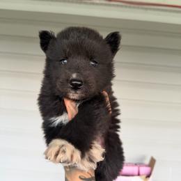 Boy 1 - Black and white male Siberian Husky puppy in Uhland, Texas from Siberian Huskies