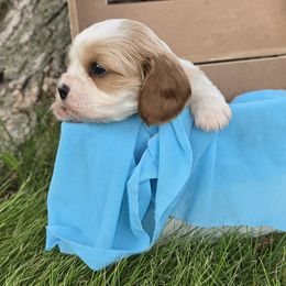 Charlie - Blenheim male Cavalier King Charles Spaniel puppy in Wapello, Iowa from Willow Rayne shelties and more