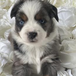 Australian Mountain Doodle and Miniature American Shepherd Puppies from Little Loves Farm