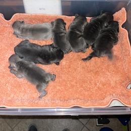French Bulldog Puppies from Psycho Frenchies
