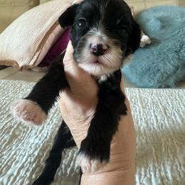 Gray collar - Black and white male Portuguese Water Dog puppy in Allen, Texas from Pawsitively Portuguese