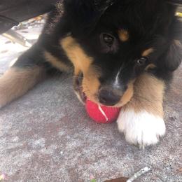 Australian Shepherd Puppies from Southern Boy Blues Aussies