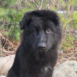 Bear - Black male German Shepherd puppy in White Cloud, Michigan from Von WestLynn German Shepherds