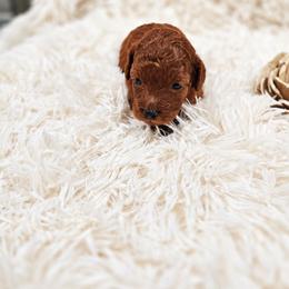 Autumn - Red  male Poodle puppy in Midway City, California from Rapture Red Poodles