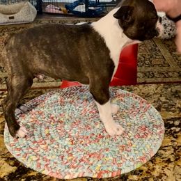 Boston Terrier Puppies from Wagtime Boston Terriers