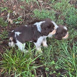 Fiesta (Blueberry - turquoise collar) - Tri-Roan female English Springer Spaniel puppy in Statesville, North Carolina from Rockin’ Slow Farms