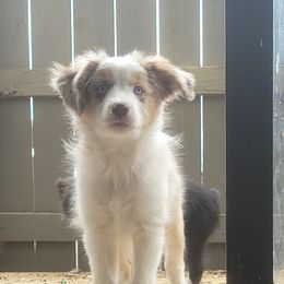 Miniature Australian Shepherd Puppies from RNL Family Raised Pups