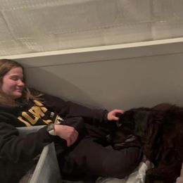 Newfoundland Puppies from Knallhart Kennels