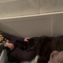 Newfoundland Puppies from Knallhart Kennels