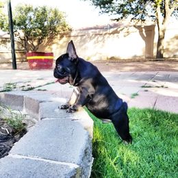 French Bulldog Puppies from Star City Frenchies