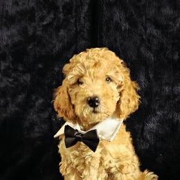 Goldendoodle Puppies from Gallimore Doodles