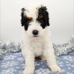 Nutmeg - Black and white female Bernedoodle puppy in Granton, Wisconsin from Rose River Farms