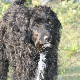 Arthur - Black and white Aussiedoodle puppy in Four Oaks, North Carolina from RoseWest Farms