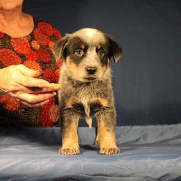Boy 1 - Australian Cattle Dog puppy in Junction City, Ohio from AE's aka Aunt Ellen's