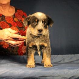 Boy 1 - Australian Cattle Dog puppy in Junction City, Ohio from AE's aka Aunt Ellen's