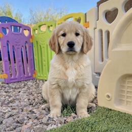 Basil - Boy - Golden male Golden Retriever puppy in Peoria, Arizona from Dani’s Dawgs