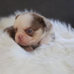 Rojo Panda Husky - Tricolors male French Bulldog puppy in Piedmont, Oklahoma from 5A Frenchies