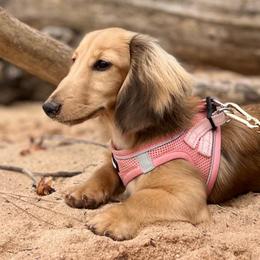 Dawn - Cream female Dachshund puppy in Zebulon, North Carolina from Salt of the Earth Dachshunds