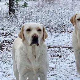 Labrador Retrievers from River Haven Labradors