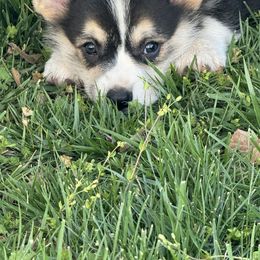 Pembroke Welsh Corgi Puppies from Griswold Pembroke Welsh Corgis