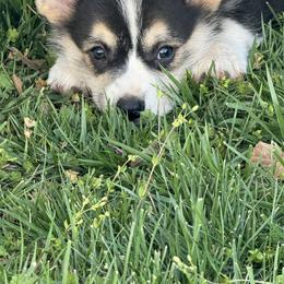 Pembroke Welsh Corgi Puppies from Griswold Pembroke Welsh Corgis