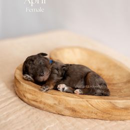 April - Merle Goldendoodle puppy in Lusby, Maryland from C&C Goldendoodles