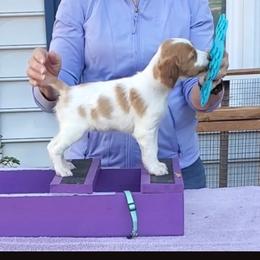 Mint girl - Orange and white female Brittany puppy in Mertztown, Pennsylvania from Whispering Hills Gun Dogs