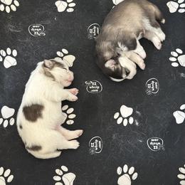 Pomsky Puppies from Bluepomski Puppies & Stud Services Of South West Florida