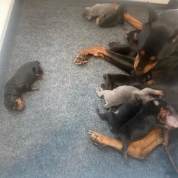 Girl 5 - Blue female German Pinscher puppy in Stratford, New Jersey from Chapel Heights German Pinschers