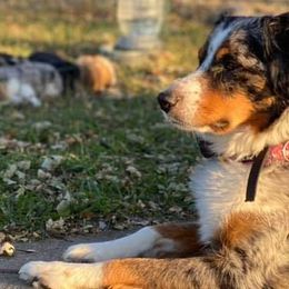 Australian Shepherd All Grown Up from Davis Creek Kennel