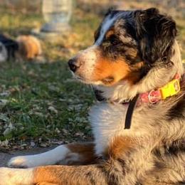 Australian Shepherd All Grown Up from Davis Creek Kennel
