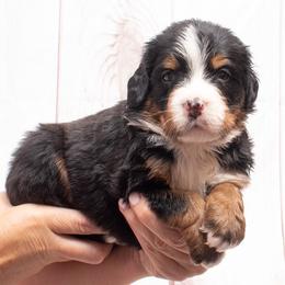 Pink Collar Female- 5000 - Black rust and white female Bernese Mountain Dog puppy in Collinsville, Texas from Berner Dynasty