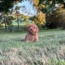 Koda - Red male Cavapoo puppy in East Earl, Pennsylvania from White Creek
