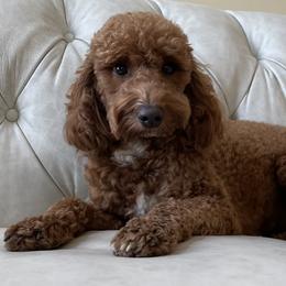 Scarlett - Goldendoodle