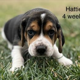 Hattie AKC - Black tan and white female Beagle puppy in Rogersville, Missouri from Hales Little Beagle Haven