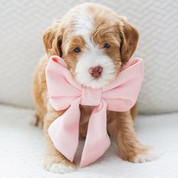 Venus - Caramel female Australian Labradoodle puppy in Diamond Bar, California from Furrytaildoodles