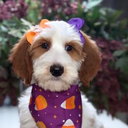 Dot - Parti female Goldendoodle puppy in Yuciapa, California from AlltheDoodlez_