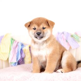 Elysia -OFA HEALTH TESTED- - Red female Shiba Inu puppy in Neosho, Missouri from Kenny Cave K9s