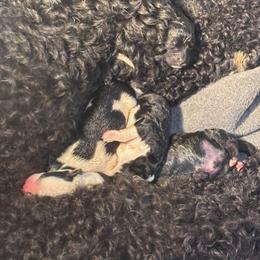 Girl 1 - Black and white female Portuguese Water Dog puppy in Munford, Alabama from Boardwalk Water Dogs