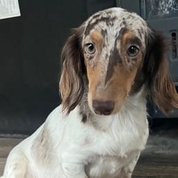 Daphne - Dachshund