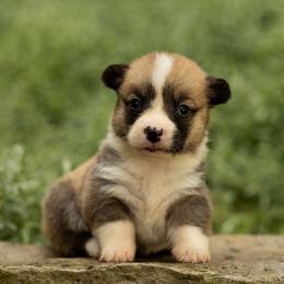Daisy - Red female Pembroke Welsh Corgi puppy in Narvon, Pennsylvania from Corgi Companions