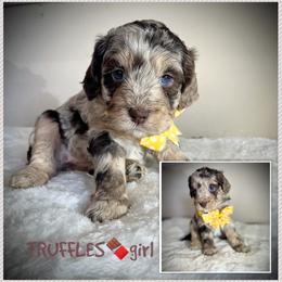 TRUFFLES - Brown merle female Aussiedoodle puppy in Houston, Texas from Jomelkin Furry Pals