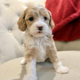 Honey (yellow) - Parti female Goldendoodle puppy in Twin Falls, Idaho from Magic Valley Family Doodles