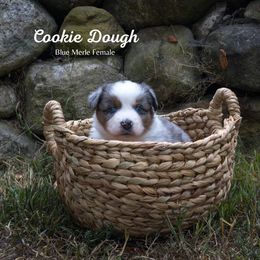 Cookie Dough - Blue merle female Australian Shepherd puppy in Bristol, New Hampshire from NewFound Lake Aussies