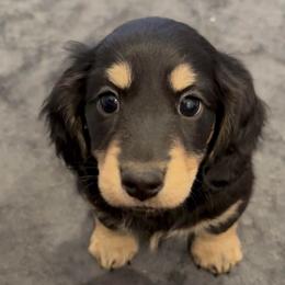 Bowser - AKC - Black and cream male Dachshund puppy in West Plains, Missouri from Little Legs Legacy