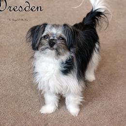 Dresden - Mi-Ki